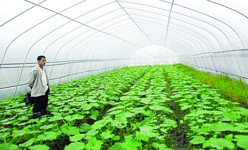 ��������ȫ����ɫ�߲���ֲ��ҵ���߹�ģ