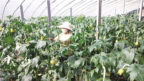 ���ɹţ�רҵ������ �á�ũҵ��Ƭ���߳�����2