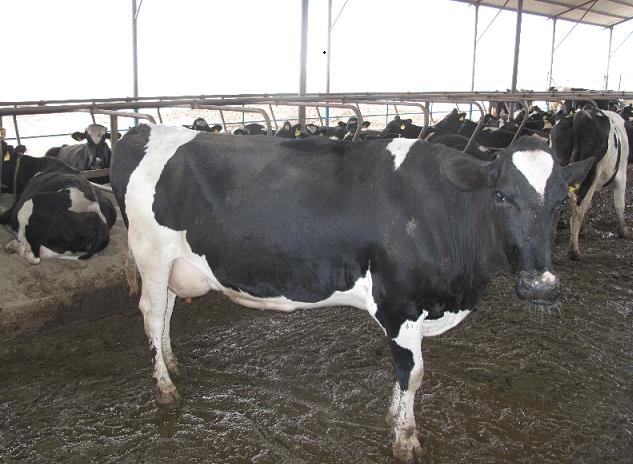 �����ƹ���ţ�Կط�ֳ����������Ч