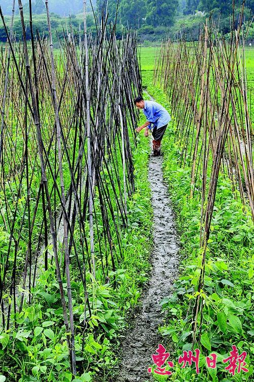 广东惠州抢农时忙农事