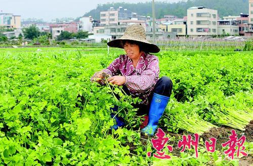 菜农在惠城区小金口一蔬菜基地摘芹菜