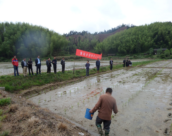 福建建宁:现场观摩水稻制种母本直播