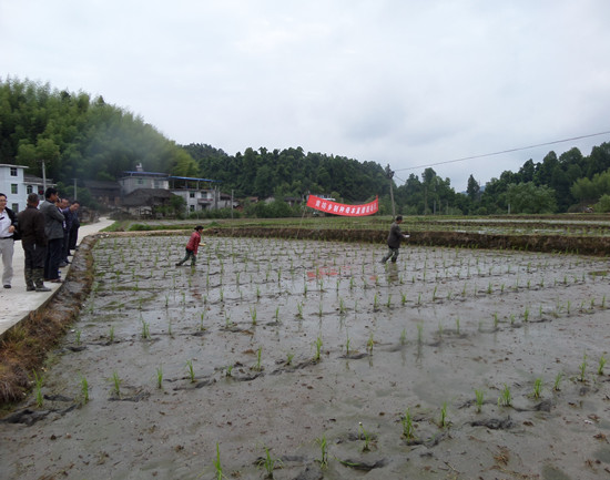 福建建宁:现场观摩水稻制种母本直播2
