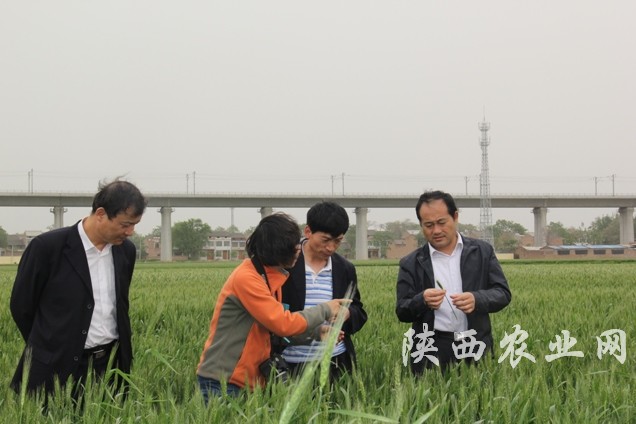 陕西各地抢抓关键时期 “一喷三防”掀起高潮