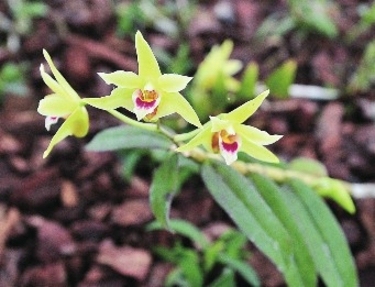 �������֣���ժ��Ƥʯ��������ʱ