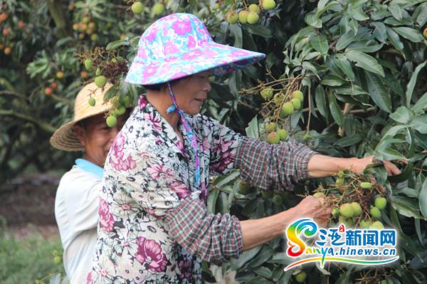 海南陵水早熟荔枝抢占市场先机 价格20元一斤