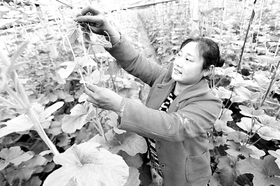 ���ϻ��ء����Ĺϲˡ���������