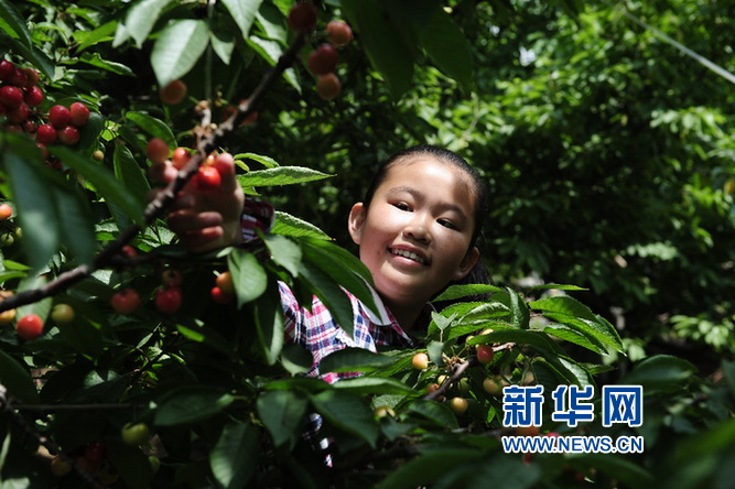 小朋友在采摘樱桃