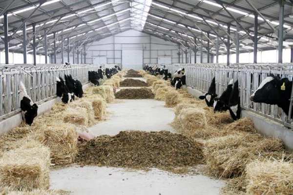 �ຣ��¶��ҵ���޹�˾�����ţ��������������ţ2000ͷ