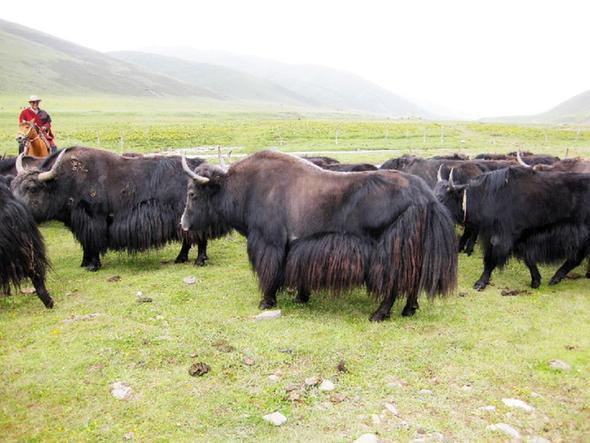 ͬ������ţ��׳����Ⱥ