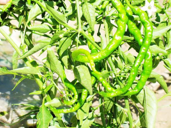 �������ֲ�������ɹ�