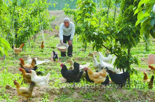 ����ƽ��ɽ����԰����Ѽ����˫����