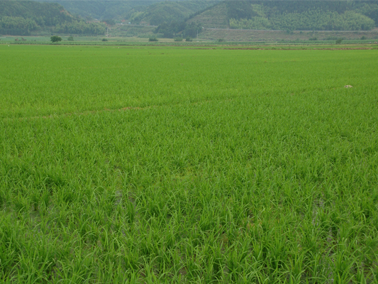 福建建阳市机收再生稻长势良好
