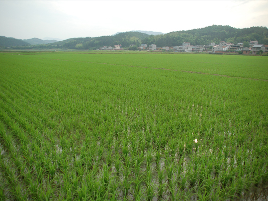 福建建阳市机收再生稻长势良好2