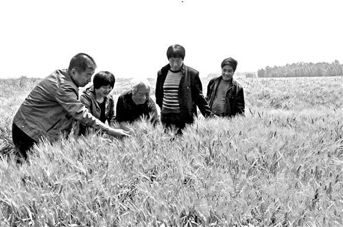 ����פ���꣺������ֲ�ṹ ����ũ������