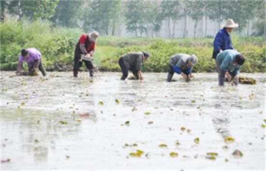 江苏建湖县:更新芡实栽植方式促增收