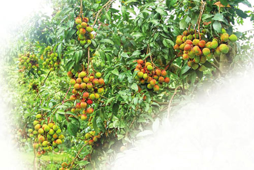 广东增城市“竹园三月红”上市 品荔旅游正当时