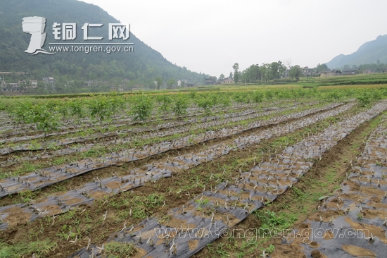 贵州沿河县甘溪乡建成核桃优质采穗圃及树选育基地