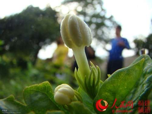 �����������򻨡����š��ɹ������Σ���