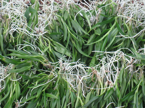 ����������ʤ��������Ʒ�֡�����Ƥʯ������2