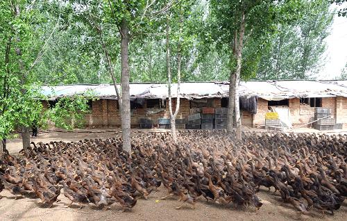 �ӱ���ǳ�«�������ֳ�ĵ�Ѽ��5��15���㣩