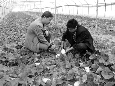 上海金山:如何让农民钱袋子鼓得更快?