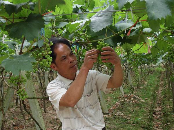 广西天等:葡萄兆丰产,疏果保丰收