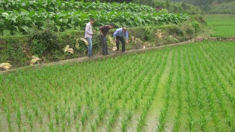 福建泰宁:驻乡巡村 指导再生稻病虫防治