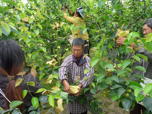 重庆永川区经作站推广梨园果实套袋1000亩
