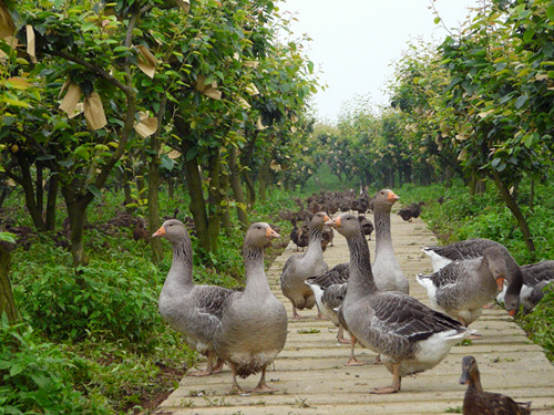 重庆永川区经作站推广梨园果实套袋1000亩2