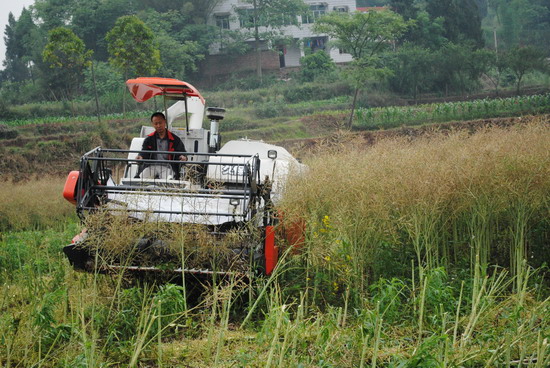 重庆大足区油菜机械化收割开镰