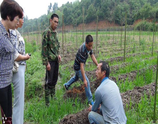 福建建宁:竹荪生长异常 12316专家来帮忙