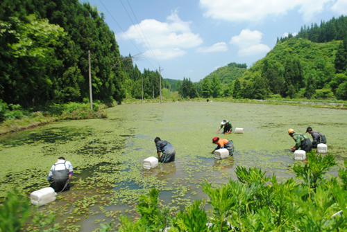 “西湖莼菜”重庆造——石柱巧借地利发展特色农业