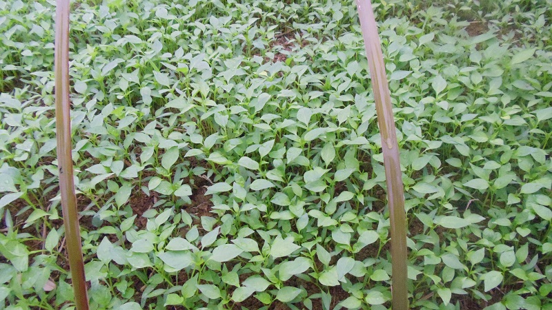 ����ȫ���أ�ץ��֧����ҵ��ȷ��ũҵ����