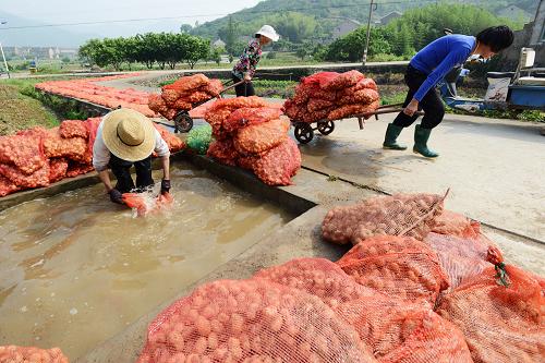 �㽭��ɽ��ĸӭ����