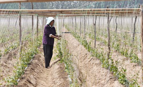 520գɽƽһɽҩֲأũڽɽҩ