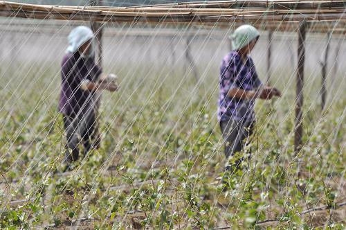 520գɽƽһɽҩֲأũڽɽҩ