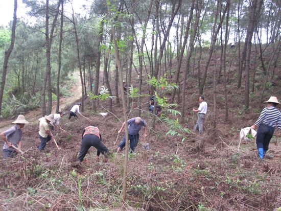 ������ɽ�ش�����չ������ֲ�в�ҩ