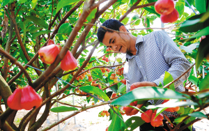 海南水果如何抢“鲜”机?