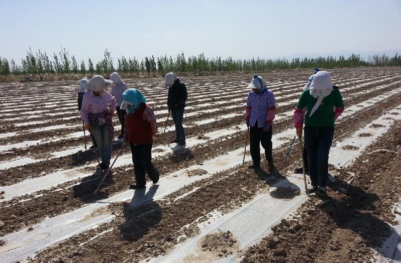 新疆兵团七十八团六连受灾重播棉花地放苗工作正在加紧进行