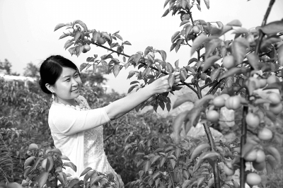 河南宝丰县:打造新型农业观光园