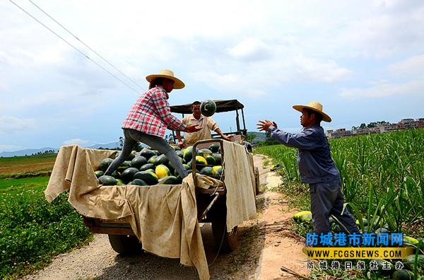 广西上思县蔗农甘蔗地里套种西瓜获丰收