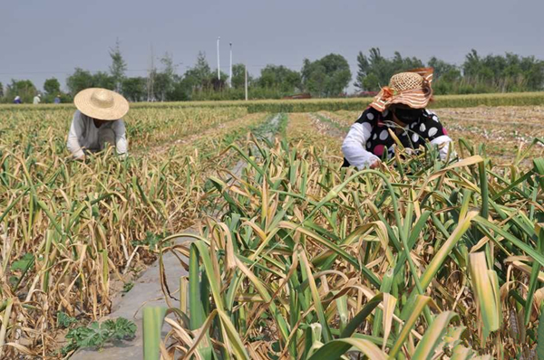 �������磬������ֲ��ʷ�ƾã�����㷺�����й����������硣���գ�������70����Ķ������գ���ũ����������æ���ջ�