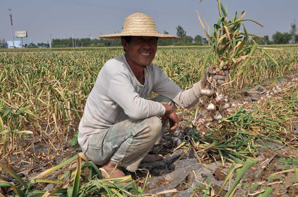 ������7Ķ��ȫ����ֲ�Ĵ��⣬Ķ����2000�����Ұɣ�������Ŀǰ����ÿ��9ë��һ��Ǯ�ļ۸�Ļ���7Ķ�ؿ���׬1��2ǧ��Ǯ����ɽ��ׯ��ũѰ����һ��æ�Ű��⣬һ�߸����������Լ�7Ķ��ص����档