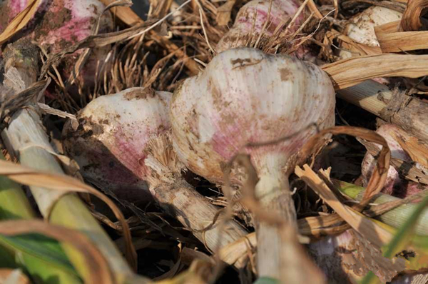 ������Щ��ũ��ʾ��������Ķ���ɴ�2000�����ң���������ũ���ý���Ĵ��������������������½����������������������ص�Ӱ�죬����Ĵ��������������������½�����ͷ������ʱ�����µ�Ӱ�������������²������͡�����ׯ��ũ�����Ÿ��߼��ߣ����ҽ�����ֲ����Ķ���⣬Ķ����ȥ�������İٽ