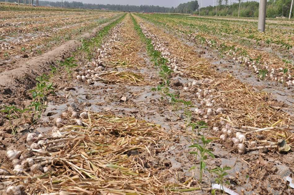 ������ȫ��֪���ġ����硱����ɽ��ׯȫ����ֲ����ڰ˰ٵ��Ű�Ķ��ȫ�弸��ÿ�Ҷ���ֲ���⡣��