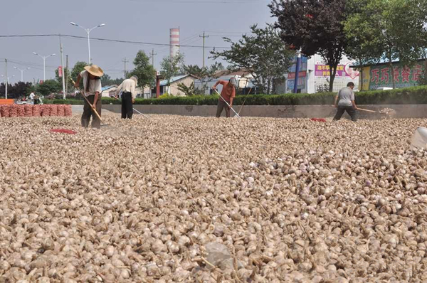 ���˽⣬�����ش�����ֲ��ʷ����20���꣬��ȫ��������ֲ���洢���ӹ��ĺ��ġ�