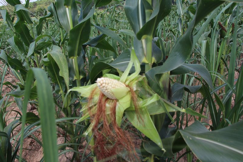 ������˼���������״�����