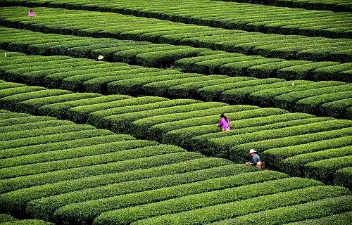 Ǻʡʩ̨ĸ԰201447㣩