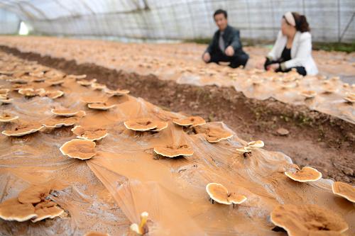 525գʩһҵļԱ֥ز鿴֥ĳơ